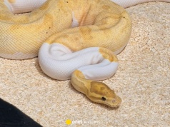 Mieszkaniec Krakowa znalazł na klatce węża. Okazało się, że było ich znacznie więcej