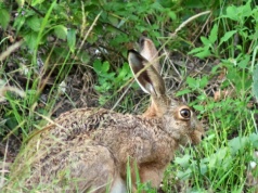 Fotopułapka zarejestrowała najszybsze lądowe zwierzę. Wiesz jak się nazywa?