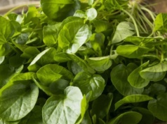 Najlepsza w rankingu najzdrowszych warzyw. Odmładza, wspiera wątrobę