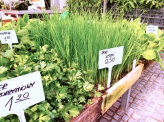 Na razie niewiele osób kupuje rozsady na tarnowskim Burku