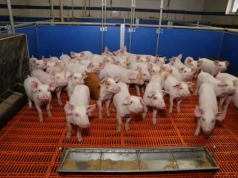 Zgłaszasz przemieszczenie świń w IRZplus? PIW i tak może odesłać do papieru