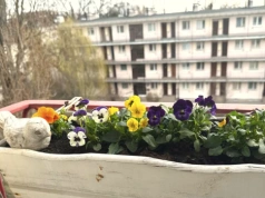 Ogrodnicy robią to od razu po posadzeniu bratków. Kwitną do jesieni