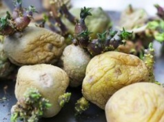 Cichy wróg w twojej kuchni. Gdy zobaczysz ten kolor, ziemniak musi trafić do kosza