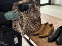 Torebka z pytona i buty z krokodyla. Udaremniony przemyt na granicy
