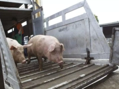 System działa, urzędy nie. Rolnicy odbijają się od nowych przepisów