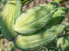 Niewiele osób ją uprawia, a szkoda. Posadź przy płocie i twój ogród zmieni się nie do poznania