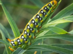 Wygląda jak mały wąż. Polacy coraz częściej widzą to w ogrodach