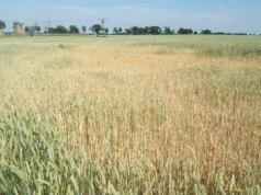 Jak wyznaczana jest susza rolnicza i gdzie dziś ryzyko rośnie najmocniej?