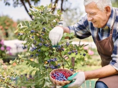 Pół szklanki na cztery litry, podlewam tym borówkę i mam kosze owoców