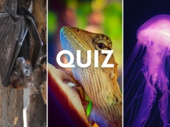 Quiz. Ssak, ptak, a może gad? Większość z was odpada już w 7. pytaniu