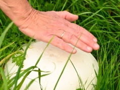 Do niedawna był pod ochroną. Teraz możesz rozkoszować się jego smakiem