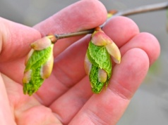 Witaminowa bomba prosto z drzewa. Rwij i jedz na zdrowie