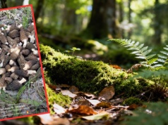 Poszedł na grzyby w kwietniu. Aż chwycił za telefon. "Szaleństwo"