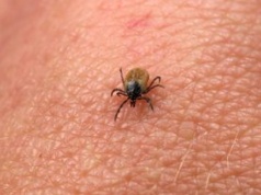 Wystarczy kilka psiknięć. Kleszcze nawet się nie zbliżą