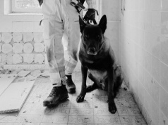 Nie żyje Dragon. Ratowniczy pies z Nowego Sącza przegrał walkę z chorobą