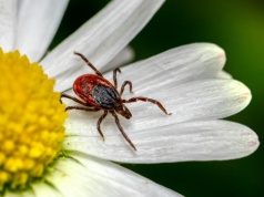 Kleszcz na etacie detektywa. Polscy naukowcy wzięli go pod lupę