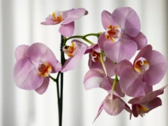 Płaska łyżeczka i storczyk rusza z miejsca. Robię to raz w miesiącu