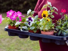 Posadź je kwietniu na balkonie, a sąsiedzi będą spoglądać z zazdrością