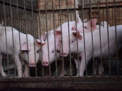 Cyfrowa rewolucja tylko na papierze? Rolnicy utknęli między systemem a urzędem