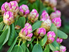 Wsyp jedną szklankę pod krzak. Rododendron odzyska wigor