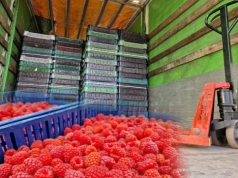 Zmowa cenowa przy skupie owoców. Pierwsze firmy ukarane, trwa postepowanie w sprawie kolejnych