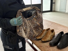 Myślał, że bez problemu przewiezie je przez granicę. Teraz grozi mu 5 lat więzienia