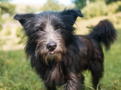 Krajowy rejestr coraz bliżej. Czipowanie psów i kotów będzie obowiązkowe!    