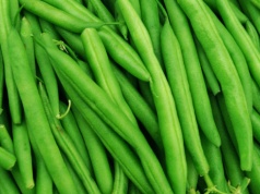 Ranking na najbardziej trującą roślinę 2026: wygrała fasolka. Decyduje 1 szczegół