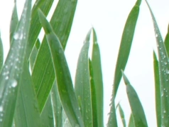 Dokarmianie zbóż decyduje o plonie. Ten moment jest kluczowy