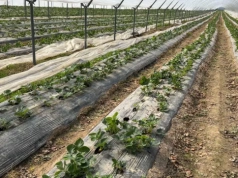 Truskawki w trudnym okresie – praktyczne zalecenia prof. Zbigniewa Jarosza