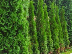 Mój ulubiony nawóz do tui. Już nie kupuję sklepowej chemii