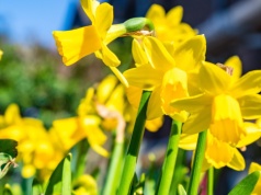 „Pola Nadziei” po raz kolejny w Radiu Gdańsk. Słuchaj, licytuj i pomagaj!