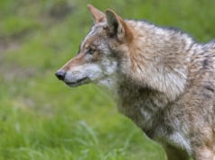 Szukali go ponad tydzień. Zamknięto szkołę i użyto dronów