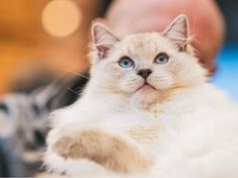 Kocie piękności we Wrocławiu. W sobotę Pokaz Kotów Rasowych i strefa adopcji w Pasażu Grunwaldzkim