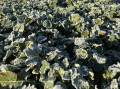 Najpierw 20°C, potem przymrozki. Wiosna pokaże dwa oblicza