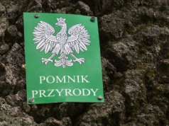 Cztery drzewa stracą status pomników przyrody. Miasto tłumaczy decyzję bezpieczeństwem