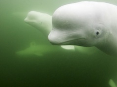 Kolejny rzadki waleń wpłynął do Bałtyku. Czy znów będzie problem?