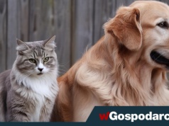 Tragedia dla psów i kotów. Sejm zdecydował w sprawie chipowania zwierząt