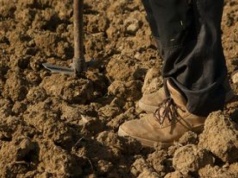 Jeździł autem po polach. Ogromne straty. Policja szuka kierowcy