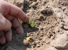 W jakiej rozstawie siać łubin i jak obliczyć normę siewu?