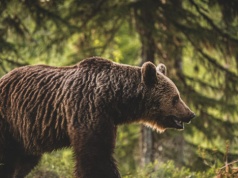 Sejm zgodził się na strzelanie gumowymi kulami do żubrów i niedźwiedzi