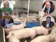 4 tysiące rolników już odpuściło. „Dokładamy 360 zł do każdej świni”