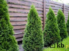 Posadził tuje przy płocie i zaczęły się problemy. Sąsiad miał prawo