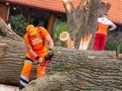 Efektowny Plener Rzeźbiarski wraca do bałtowskiego JuraParku