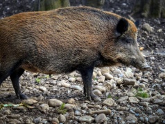 Rafał Trzaskowski zdecydował ws. dzików. Powstanie specjalny zespół