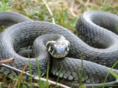 Czym żywi się zaskroniec? Gdzie najczęściej można zobaczyć polskiego węża