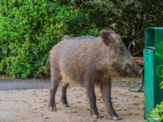 W Warszawie powstanie zespół ekspertów do spraw dzików