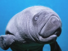 Operacja „Ambroży” we wrocławskim ogrodzie zoologicznym