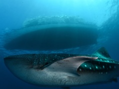 Ogromny rekin widziany w turystycznym raju. Polacy kochają to miejsce