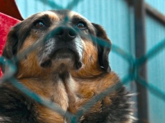 Nowy obowiązek dla właścicieli psów i kotów. Sejm zdecydował ws. czipów